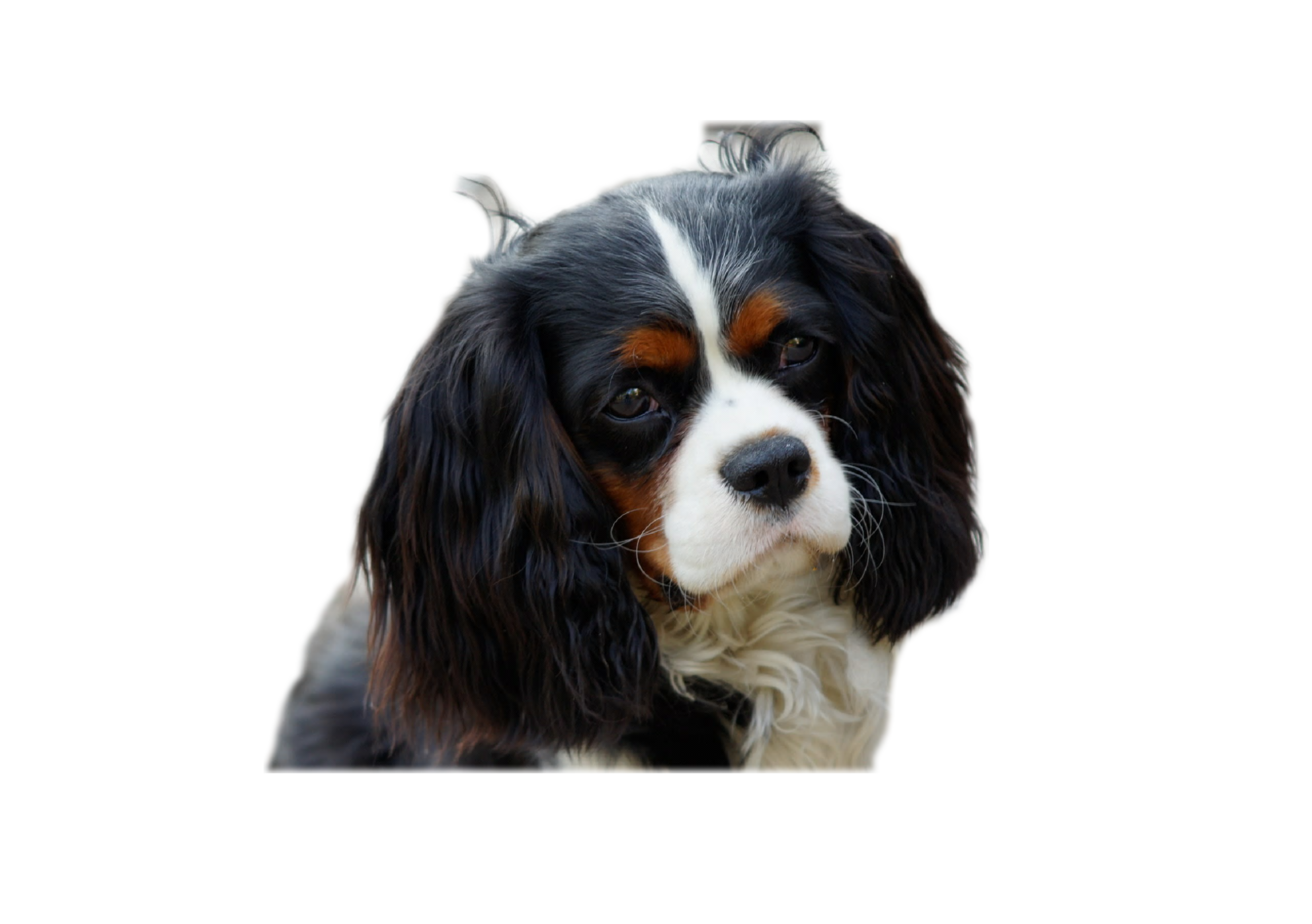 King charles best sale spaniel breeders